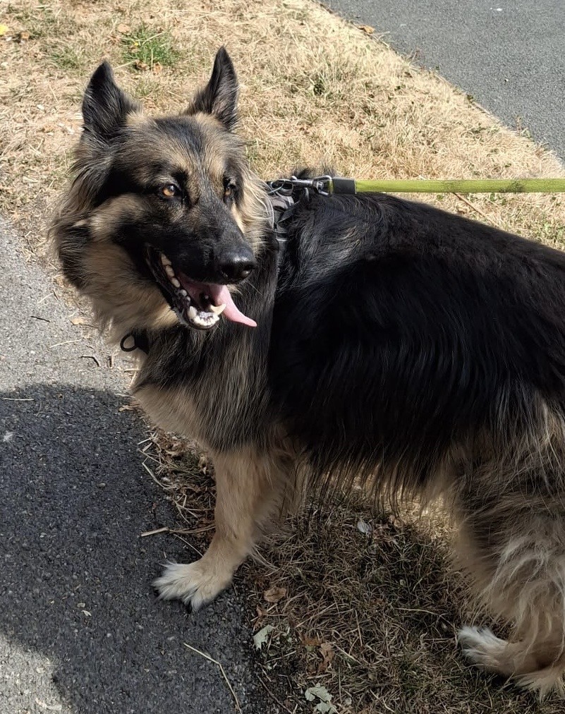 MAISIE - HAMPSHIRE